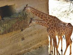 149 BIO PARC DE DOUE LA FONTAINE 2- 2016_000017